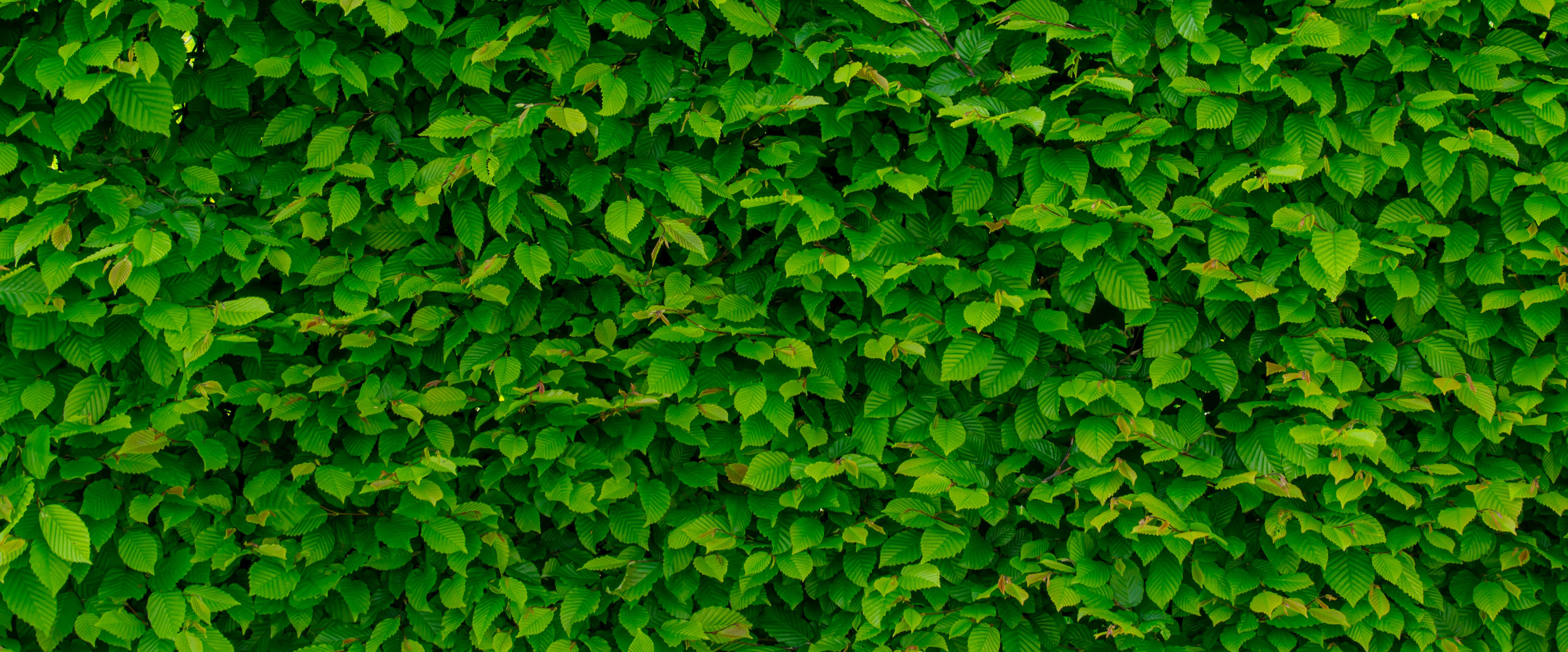 pexels-photomix-company-101841